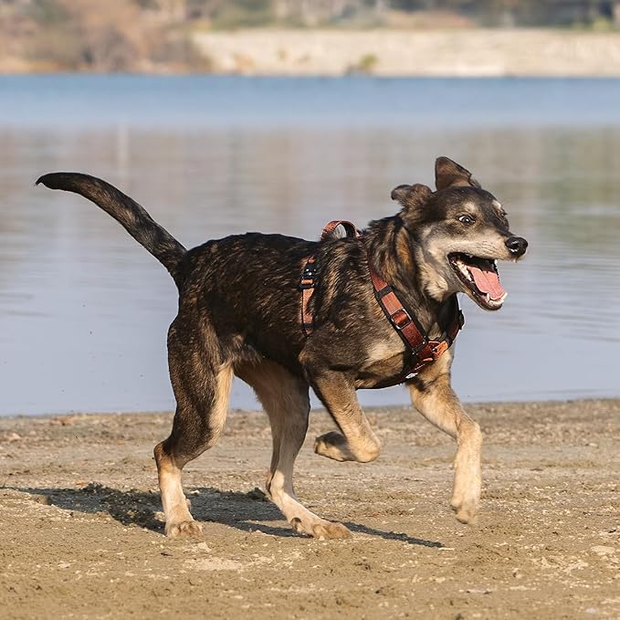 CLEPAWS Dog Harness for Medium Dogs, No Pull Dog Harness Easy Walk with Metal Hardware, Ergonomic Y-Shaped Design, Soft Padding, Padded Handle, Durable High-Tensile Nylon (Canyon Red, M)