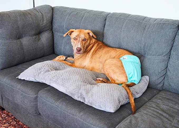 Pet Parents® Washable Dog Diapers (3pack) + Extendrs® of Durable Doggie Diapers, Premium Dog Diapers Female (Small, Southern Belle)