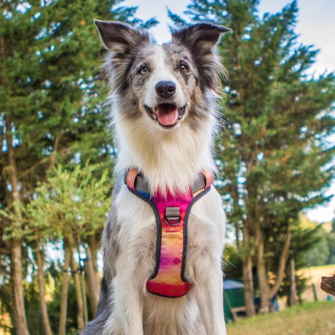 Embark Adventure Dog Harness, No-Pull Reflective Trim Dog Harness for Small, Medium & Large Dogs - Heavy Duty Oxford, 2 Leash Clips & Gel Lined Handle. Soft & Padded Puppy Dog Vest for Any Breed