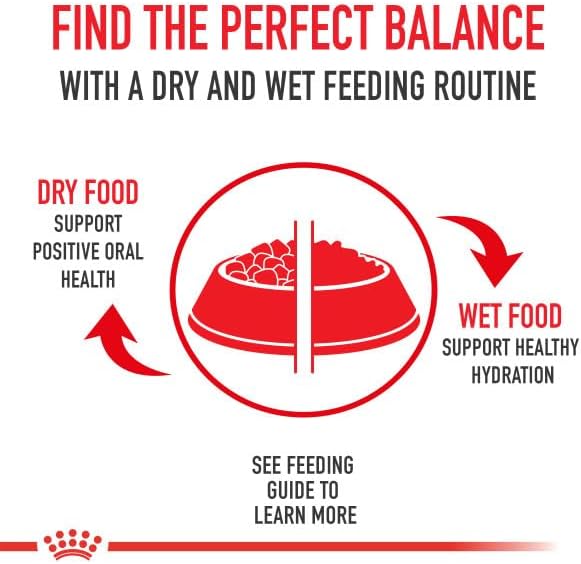 Royal Canin Siamese Breed Adult Dry Cat Food, 6 lb bag