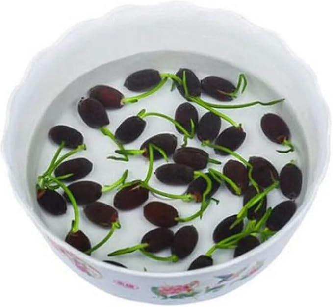 10pcs Mixed Color Bonsai Bowl Lotus Live Plants - Pre-Sprouted Non-GMO - Aquatic Beauties for Indoor and Outdoor Serenity Planting Instructions for Easy Grow - Great Gardening Gifts