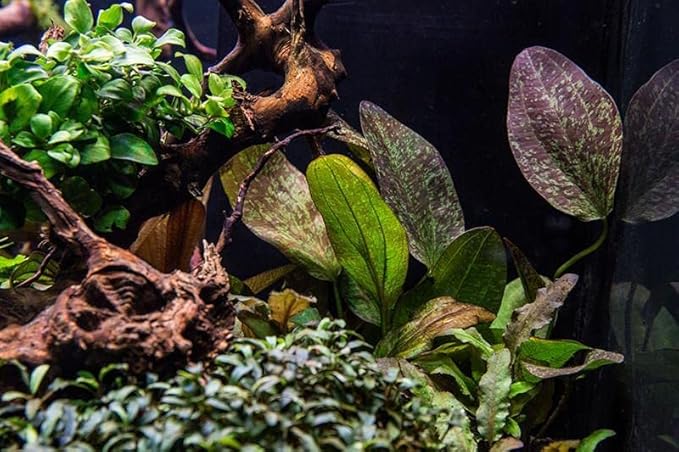 Echinodorus Fancy Twist Sword Live Plant for Freshwater Aquariums, Natural Fish Tank Decorations, and Aquatic Decor (1 Pot (2-3 Plants))
