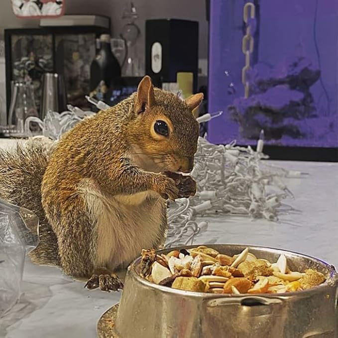 Squirrel Complete (1.75 lb.) - Healthy Natural Food - Nutritionally Complete Diet for Pet & Captive Squirrels - Ground, Grey, and Flying Squirrels, & Chipmunks