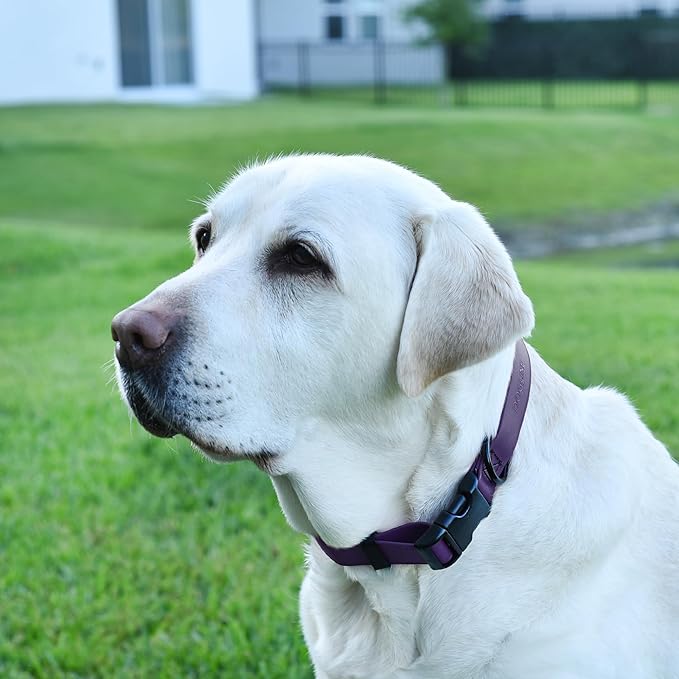 Dogline Biothane Waterproof Dog Collar with Quick Release Buckle Strong Coated Nylon Webbing with Odor- Proof for Easy Care Easy to Clean Fits Small Medium Large Dogs, Purple 3/4" W 12-19" L