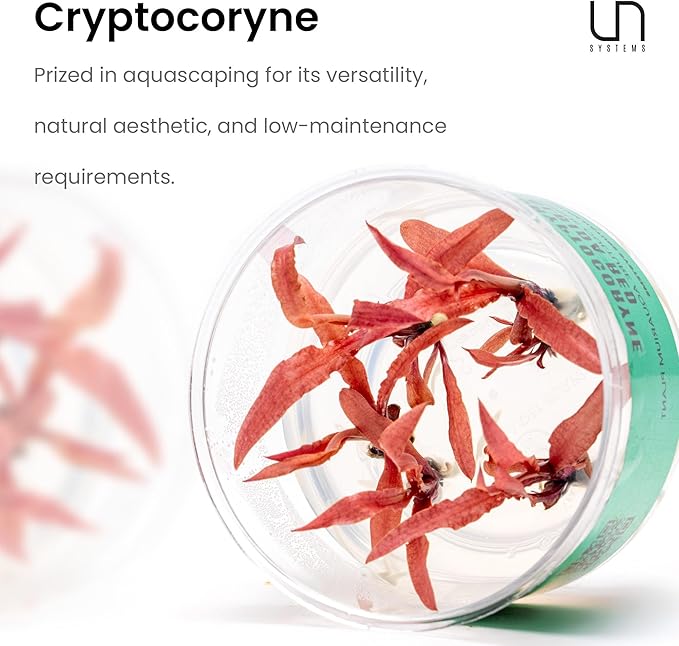 Ultum Nature Systems Cryptocoryne Beckettii Petchii Tissue Culture Live Plant for Aquarium, Aquascape, Freshwater Fish Tanks - 100% Snail Free in Vitro