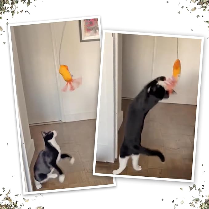 Meowijuana Jump 'n' Jamb Door Hanging Cat Toy Bundle | Deep Sea Squid + Sierra Sunshine Blend | Refillable Interactive Catnip Toy | Promotes Play and Cat Health | Potent Catnip Grown in North America