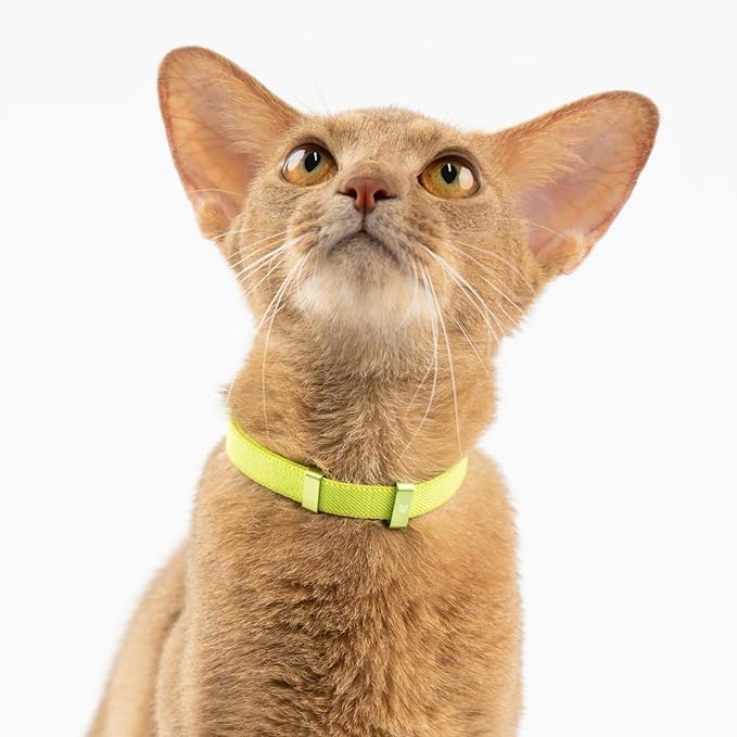 Safety Cat Collar - U.S. IDA Gold Awarding Design, Stretch Elastic Quick Release, Non Breakaway - Light Weight for Kitten, Neck Fit 7.8'-15.7' for All Small Large Cat,M(Alpine Green)