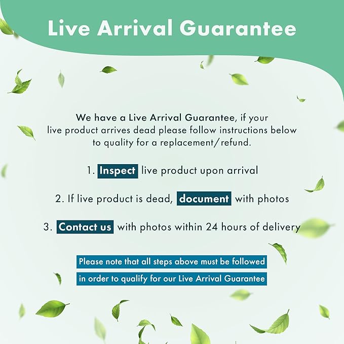 Java Fern Live Aquarium Plants - Freshwater Plant for Fish Tanks - Beginner Friendly, Low Light (Java Fern, Bare Root (1 Piece))