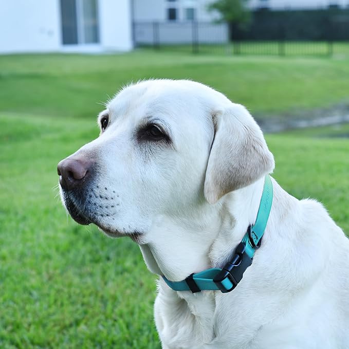 Dogline Biothane Waterproof Dog Collar with Quick Release Buckle Strong Coated Nylon Webbing with Odor- Proof for Easy Care Easy to Clean Fits Small Medium Large Dogs, Cyan Blue 3/4" W 12-19" L