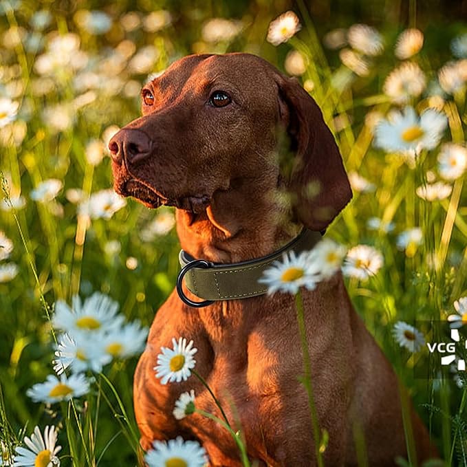 Didog Soft Padded PU Leather Dog Collar, Breathable and Adjustable Dog Collar for Large Dogs, Comfortable for Daily Walk, Dark Green, XL Fit Neck 17-21"(44-71 lbs)