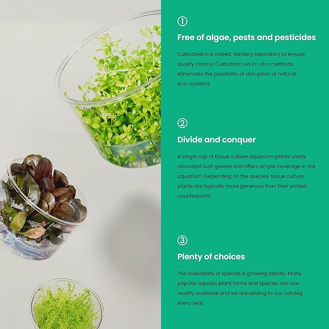 Ultum Nature Systems Live Tissue Culture - Bucephalandra Kedagang Japan- Easy - Low to Medium Light - Dark Green and Red Accent - Foreground to Midground - 100% Snail Free Grown in-Vitro - Small Cup