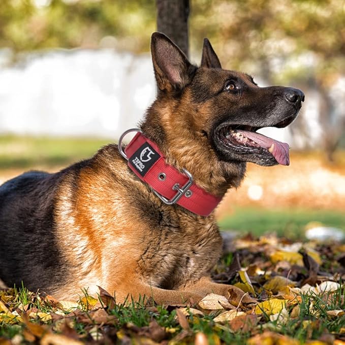TSPRO Tactical Dog Collar 1.5 Inch Wide Thick Dog Collars with Heavy Duty Metal Buckle, Durable, Strong, Adjustable for Medium to Large Dogs (Red M)