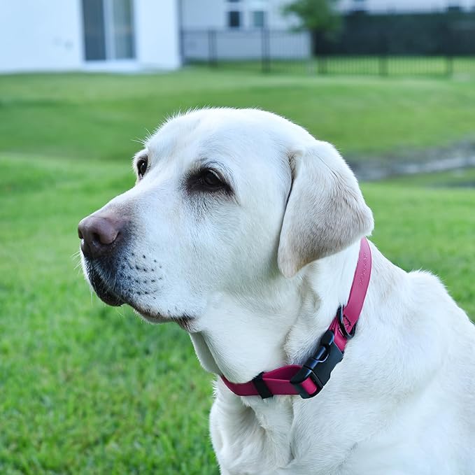 Dogline Biothane Waterproof Dog Collar with Quick Release Buckle Strong Coated Nylon Webbing with Odor- Proof for Easy Care Easy to Clean Fits Small Medium Large Dogs, Magenta Pink 3/4" W 12-19" L