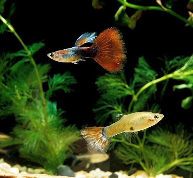 Aquatic Foods Inc. Premium Community Tropical Fish Flakes. All-Around Flakes for Tetras, Livebearers, Anglefish, Cichlids, Goldfish, Guppies 2-Type Pellet Mix & 4-Type Wafers Included...1/2-lb Bag
