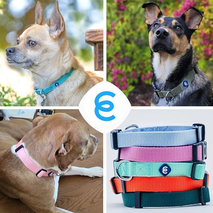 Blueberry Pet Essentials Dog Collar | Adjustable Girl Dog Collars for Medium Dogs | Chambray Blue Puppy Collar | Classic Nylon Dog Collars for Small Dogs | Pet Accessories