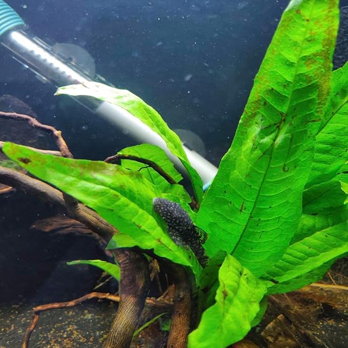 Java Fern and Anubias Aquarium Plant Bundle - Live Freshwater Plants for Aquascaping, Low Maintenance, Easy Beginner-Friendly Decor for Fish Tank