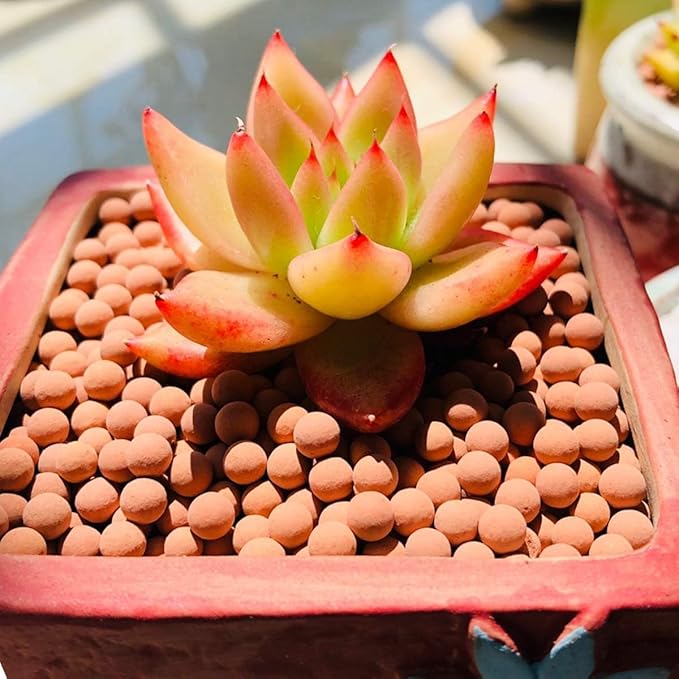 TOYPOPOR Clay Pebbles Gardening Ceramsite Orchid Hydroponic Grow Media Clay Rocks Drainage Water Purification Ceramsite Decor Cultivation Soil Stone Horticultural Grade for Hydroponics Aquaponics 6lb