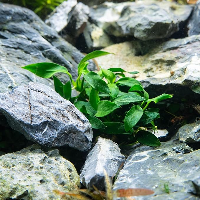 Ultum Nature Systems Live Tissue Culture - Anubias Minima Dragon Claw (Anubias Minima) - Easy - Low to Medium Light - Green Accent - Midground - 100% Snail Free Grown in-Vitro