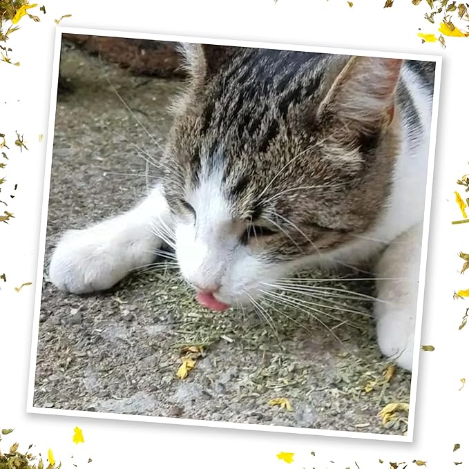 Meowijuana Ruby Rascal Bundle | Get Silly Refillable Ruby Rascal Toy and Sierra Sunshine Catnip Blend | Promotes Play and Cat Health | Includes North American Organic Catnip