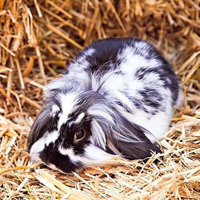 Blue Mountain Hay | Fresh Teff Grass Hay (48 Ounce) | Low NSC, High Fiber, Healthy Weight Management | High-Altitude Hay Pet Food for Rabbits, Guinea Pigs, Chinchillas, Hamsters, and Other Small Pets
