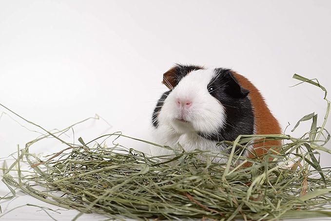 High Desert 2nd Cutting Timothy Grass Hay for Rabbits, Guinea Pigs, Chinchillas & Small Pets – Premium Hand-Packed Natural Hay, High-Fiber, Additive-Free, Grown in USA – 4 lb Box