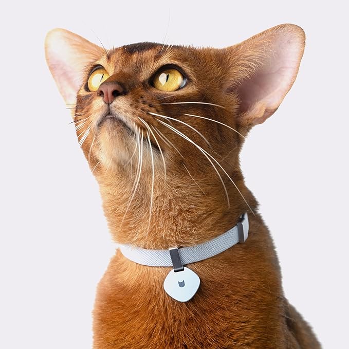 Safety Cat Collar Pro - U.S. IDA Gold Awarding Design, Elastic Quick Release Cat Collar with Buckle Non Breakaway - Lightweight for Kitten All Small Large Cats (Blush Pink, S 5.9-11.8")