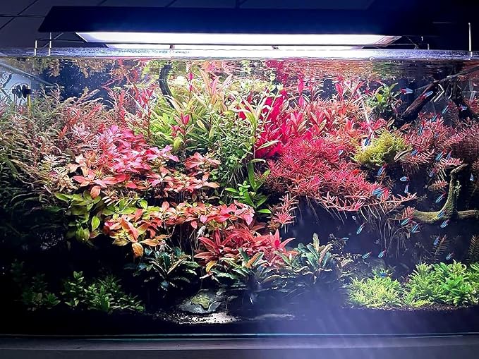 Live Aquarium Red Stem Plants - Freshwater Aquatic Plant for Fish Tanks, Aquascaping - (Lemon Bacopa Caroliniana, 1 Bunch)