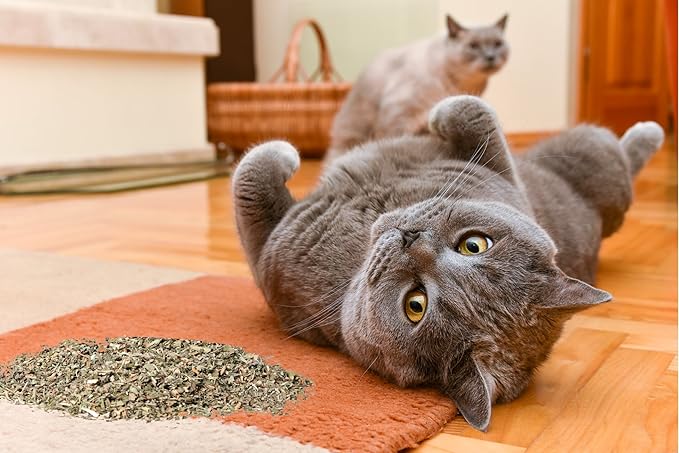 Purple Haze Catnip, Premium Blend Safe for Cats, Infused with Maximum Potency Your Kitty is Sure to Go Crazy for (1 Cup)