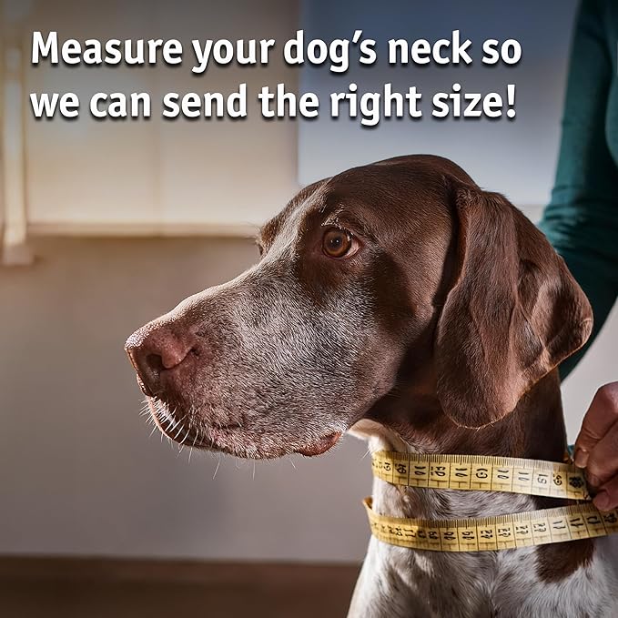 Biothane Custom Dog Collar – Waterproof, Stink-Proof Personalized Collar with Name & Phone Number – Durable, Many Sizes and Colors – Assembled in USA (Hunter Orange)