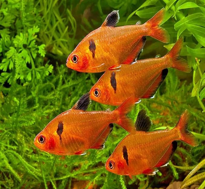 Aquatic Foods Inc. Premium Community Tropical Fish Flakes. All-Around Flakes for Tetras, Livebearers, Anglefish, Cichlids, Goldfish, Guppies 2-Type Pellet Mix & 4-Type Wafers Included...1/2-lb Bag