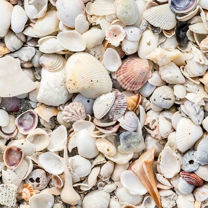 Natural Organic Sea Shell Mulch for Gardens and Landscaping – Decorative and Nutrient-Rich, 0.5–3-Inch Shells, Perfect for Indoor and Outdoor Use (0.2 CF - 4.8 L - 5 QTS)