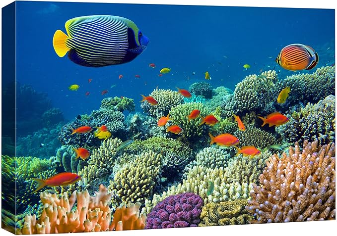 wall26 Canvas Print Wall Art Tropical Underwater Sea Coral Reef Fish Nature Animals Photography Realism Rustic Scenic Landscape Wilderness Earth Colorful for Living Room, Bedroom, Office - 32"x48"