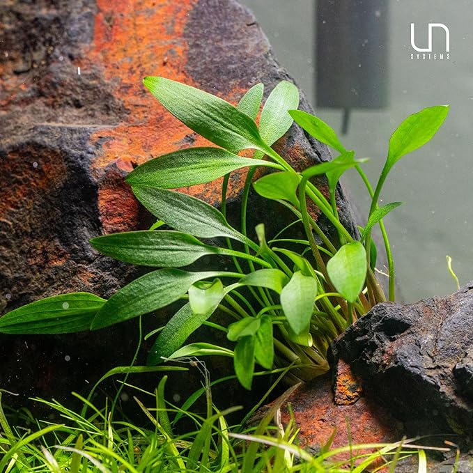 Ultum Nature Systems Cryptocoryne Wendtii Brown Tissue Culture Live Plant for Aquarium, Aquascape, Freshwater Fish Tanks - 100% Snail Free in Vitro