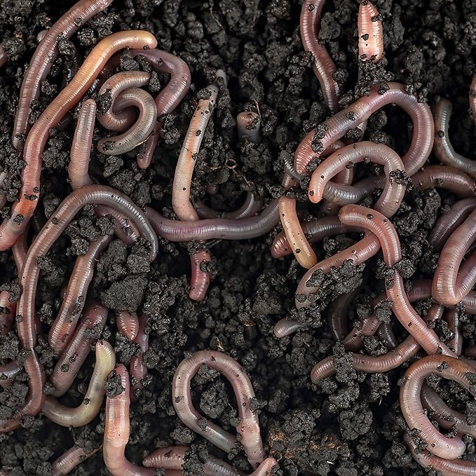 Worm Bliss (8 Qts) - Organic Worm Castings for Plants & Gardening - OMRI-Listed Earthworm Castings for Plants, Vegetables, Flowers, & Potting Soil - Organic Garden Fertilizer Rich in Nutrients