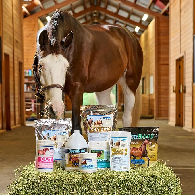 Uckele by SmartEquine Arthroxigen | Horse Joint Supplement, Glucosamine & MSM for Horses | Encourages Strong Joints Mobility, Soft Tissue and Overall Wellness | 6.7 lb Bag