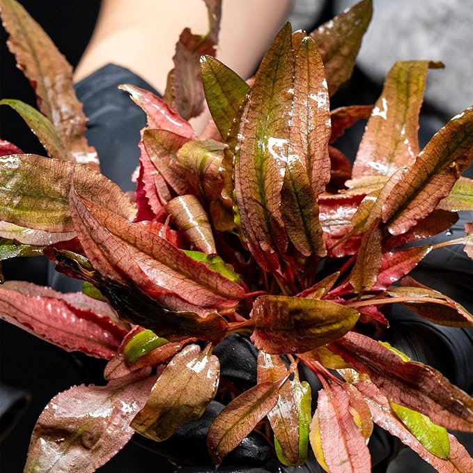Ultum Nature Systems Cryptocoryne Axelrodi Tissue Culture Live Plant for Aquarium, Aquascaping, Freshwater Fish Tanks - 100% Snail Free in Vitro